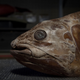 A coelacanth from Paris’ Museum d’Histoire Naturelle, from which the team sourced some of its scales.